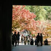 大阪いらっしゃいクーポンツアーお安く紅葉の京都へおけいん沿線編
