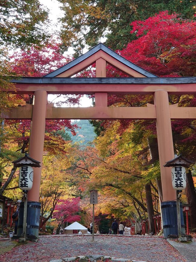 琵琶湖疏水を京都の蹴上まで下る船が運航されていることを知ったのは、もうずいぶん前のこと。<br />たまたま紅葉の時期の疏水船の予約が始まった8月中旬過ぎ、サイトを覗いてみたら予約開始直後だったのか、まだまだ空席が沢山あったので、先の予定がわからないままにおさえてしまった。<br />そんなことから、紅葉のハイシーズンの旅が実現した。<br /><br />疏水船に乗るために三度の大津へ。<br />滋賀県側が比叡山への正面玄関口になるということだったから、比叡山へ行ってくることも考えてみたけれど、時間不足になりそうだったので、<br />代わりに坂本へ行ってみようと思った。<br />日吉大社にあるもみじは3000本とのことで、知らずに行ったけれど<br />関西屈指の紅葉の名所として知られているそうだ。<br />まるで錦繍の帯のような、との形容がぴったりする紅葉を、あちこちで目に焼きつけて帰宅することとなった。<br /><br />(表紙写真は日吉大社の山王鳥居。)<br /><br />