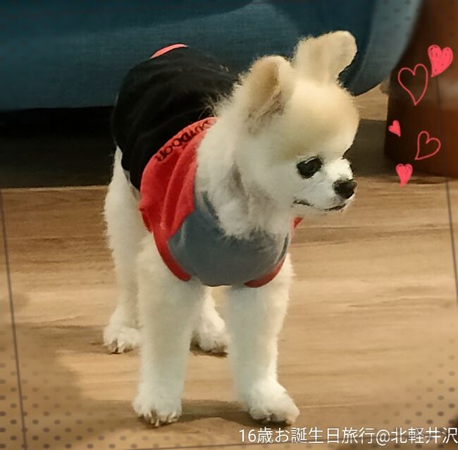 今度こそ最後かも…と毎回思いながらもここ数年お犬様と旅行ができている事に本当に感謝。お犬様との旅行も記念すべき20回目♪<br />16歳(人間年齢80歳)のお誕生日を迎えることができて本当に良かった。<br />ただこの1年の衰えは大きく体の負担にならない様に遠過ぎない今回は北軽井沢へ♪<br />姉様が1時間遅れで到着するから、旦那はプンプンしてるし…勘弁してくれ!険悪な雰囲気にならないようにと気を使うのは辛いわん。お犬様のお誕生日なんだから楽しんで行こう♪<br /><br />☆参加者:お犬様・旦那の姉様・旦那・私<br />*我が家は、お犬様の飼い主ではありません!!<br />――――――――――――――――――――――<br />■ゆとりろガーデン北軽井沢 with DOGS<br />総部屋数: 36室<br />https://yutorelo-garden-kitakaruizawa.com/