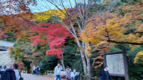 日本一の紅葉とも称される簑面の紅葉を見に行きました。関西は仕事も含めるとほぼ毎月、合計すると300回以上は少なくとも訪問していますが、アクセスや仕事の関係で初めてです。阪急の駅に到着すると観光協会に確認する大滝までは徒歩しかなく40分はかかるとのことですが、途中までは圧巻の紅葉の連続で全く苦になりませんでした。まさに紅葉のテーマパークともいうべき口径の連続です。平日でもたくさんのお客さんでした。土日はどうなるんだろうと思う人でした。また紅葉のてんぷらなども食べ歩きでいただきましたがこれもおすすめです