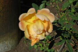 2022秋、名城公園のバラ(3/4)：レディ・オブ・シャーロット、ホトトギス
