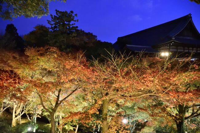 京都の紅葉も真っ盛り、あちこちの寺院でライトアップが行われています。<br />今回はまさに紅葉の名所の「東福寺」ライトアップを訪れました。このお寺、お昼は考えられないくらい激混みで、一番の観賞スポットでは撮影制限もしているらしいです。しかしライトアップの夜間拝観は事前予約制でしかも大枚３０００円という結構な入場料のため、人も少なく落ち着いて鑑賞できました。