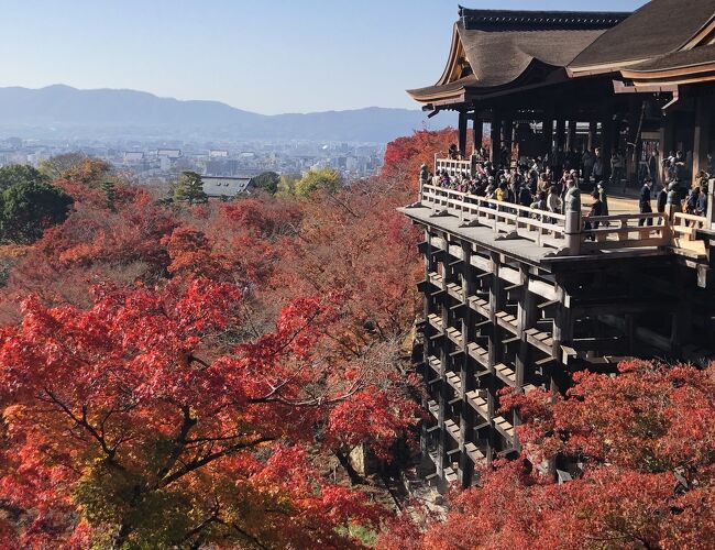 　2022年11月27日（日）～30日（水）阪急トラピックス主催　「紅葉シーズンに京都・奈良・兵庫・滋賀を4日間でワイドにめぐる！！京都2つの紅葉ライトアップと京都・奈良・湖東三山10の紅葉名所をワイドにめぐるモニターツアー4日間」に参加しました。その旅行記です。東京駅日本橋口に日曜朝6：20集合！22：09東京駅着！と、早朝から夜遅くまで、阪急お得意の「連れ回しの旅」4日間でした。愛知・三重・京都・奈良・兵庫・滋賀と６県の広範囲にわたる、飛び回る旅でした。常に省エネ（体に楽な旅）を心掛けているのに、ベテラン添乗員にうまく乗せられ、自分で計画する個人旅行では絶対登らないであろう竹田城や、各お寺の階段を毎日せっせと登らされ、1日15000歩以上も歩くという、毎日自分にご褒美をあげたい旅でした。が、近畿の紅葉を朝も昼も夜も、堪能することができた旅でもありました。主な行程は下記の通りです。１２３・・は紅葉名所の番号、①②③・・・は旅行記の番号です。⑰までありますので、興味ある所だけでもお読みいただければ幸いです。<br />　＝新幹線・電車　ーバス　・・徒歩　での移動を意味します。<br />11月27日（日）旅行1日目　・・自宅最寄りの駅＝東京駅（こだま703号）　<br />　＝三河安城ー京阪関ドライブイン自由昼食①ー・・室生寺１②ー・・長谷<br />　寺２③ーカンデオホテルズ奈良橿原泊④<br />28日（月）2日目　ー・・談山神社３⑤＝・・清水寺４（自由昼食）⑥・・<br />　高台寺５⑦ーレストラン嵐山（秋鱧の夕食）ー・・妙覚寺（ライトアッ<br />　プ）６⑧－・・妙顕寺７（ライトアップ）⑨ーTHE GENERAL KYOTO高<br />　辻麩屋町２連泊⑩<br />29日（火）3日目　ー・・出石町散策【家老屋敷】⑪【永楽座・官兵衛】<br />　（自由昼食）⑫ー・・竹田城⑬　<br />30日（水）4日目　ー湖東三山・・百済寺８⑭ー久ぼ多屋（すき焼きの昼<br />　食）ー・・金剛輪寺９⑮ー・・西明寺10⑯ー祖父江ぎんなんパーク（急遽<br />　変更デンパーク）＝三河安城（こだま750号）＝品川＝自宅最寄りの駅ー<br />　自宅⑰