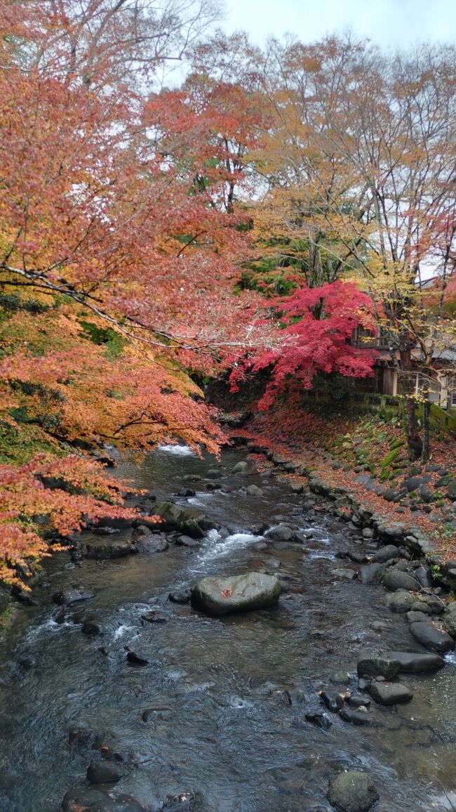 晩秋の伊豆半島を旅してきました。<br />三島から中伊豆を観光しながら天城越えして今井浜で一泊、下田にも足を伸ばして、美しい紅葉と名湯、歴史を満喫してきました。<br />その記録です。