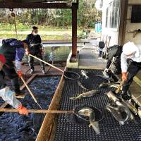 酒井家庄内入部400年☆山形県最北端・鮭と湧水の遊佐町へ〈酒田～箕輪鮭採捕場/丸池様〉