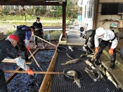 酒井家庄内入部400年☆山形県最北端・鮭と湧水の遊佐町へ〈酒田～箕輪鮭採捕場/丸池様〉