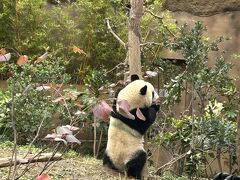 2022パンダ鑑賞記録☆中国の国宝も人気だけど日本の国宝も凄いんです！☆上野動物園&東京国立博物館