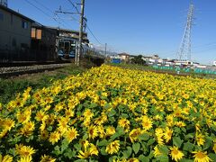 寒川南中横のヒマワリ畑（寒川町岡田）