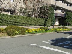 マンションの道路沿いの歩道にあるミニヒマワリの花壇（寒川町一之宮5）