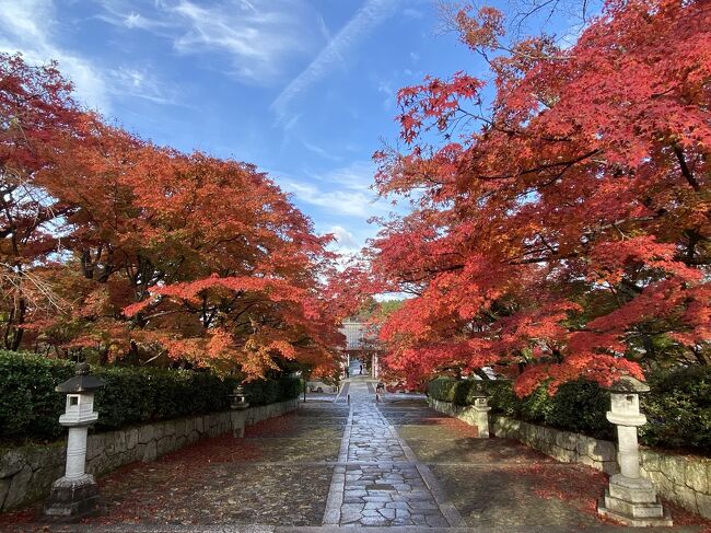 【午前】真如堂から黒谷さんまで歩き、紅葉ハント。その後南禅寺にバスで移動。南禅寺の紅葉はもう落葉していました。ここだけ紅葉が早いのは何故でしょう？<br />まだ紅葉が残っている天授庵にて紅葉ハント。<br />人面魚がいました（笑）<br />【ランチ】おが和<br />大徳寺の聚光院の予約制拝観　40分2000円<br />【ディナー】オッティモ<br />