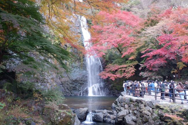 　週末プチ一人旅シリーズ、半日コースですが大阪北部の箕面市に紅葉を見に行きました。京都の紅葉は何回か見に行った事はあるのですが、考えてみれば大阪の紅葉って見に行った事無いなーと思って。自宅からもまあまあ近いし、行った事もなかったのでちょうどよかったです。<br /><br />11月26日(土)<br />12:35　関大前<br />12:44/13:00　北千里<br />13:43　勝尾寺<br />21:05　阪急箕面駅<br />21:26/21:37　千里中央<br />21:43　緑地公園