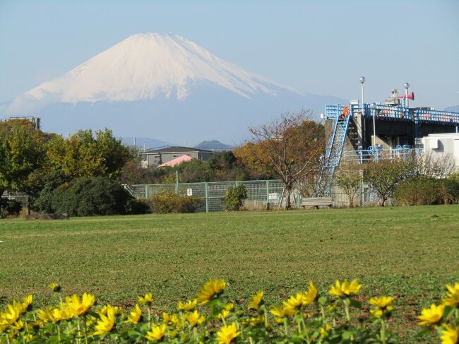 　日本の諺には「三度目の正直」とその対で「二度あることは三度ある」がある。しかし、ここ「川とのふれあい公園」では富士山が雲に隠れていたり、見る見る雲が湧いて来て綺麗な富士山には出会うことが出来なかった。それで、「二度あることは三度ある」。今回が4回目となった。<br />　しかし、今日は1時間早く家を出たので、富士山に雲が出始めた頃に到着し、何とか全景が見えるままの富士山と花壇のヒマワリを写真に収めることが出来た。<br />　やはり、こんなミニヒマワリでは何かないと見られない。それが、ここ「川とのふれあい公園」ではバックに写る富士山なのだ。<br />（表紙写真は「川とのふれあい公園」のミニヒマワリと富士山）