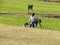 親子で昆虫捕り（寒川町宮山）