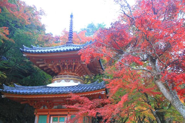 牛滝山　大威徳寺の紅葉<br /><br />曇り空で陽ざしがなく、見栄えがちょっと悪かったですが綺麗に色づいた紅葉が見れました。<br />