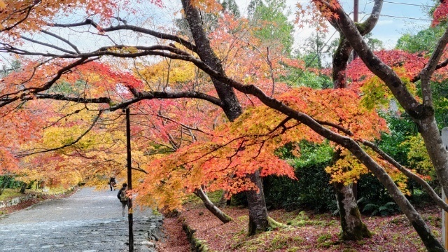 紅葉の嵯峨野巡りから、蟹一色の城崎温泉へ