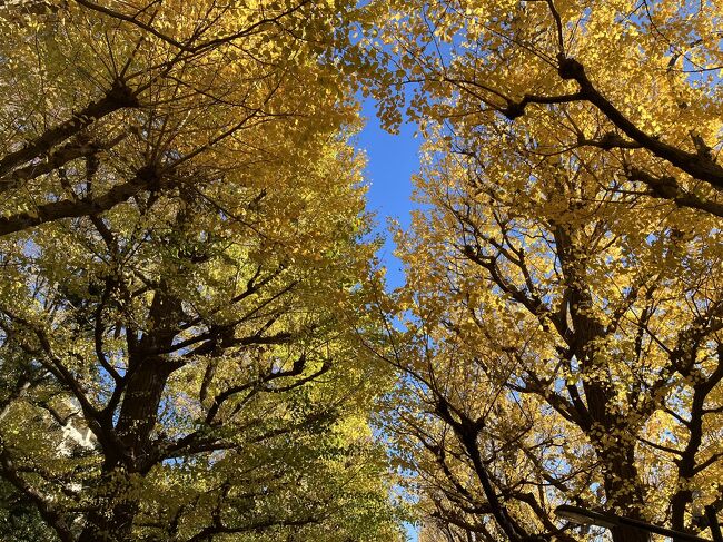 秋晴れの日曜日。どこかにお散歩に行きたいなと思っていて、フト、銀杏並木を見に行こうと思い立ちました。<br />信濃町駅で下車して、明治神宮外苑へ。以前、秩父宮ラグビー場でラグビー観戦をしたことはあったのですが、神宮外苑をちゃんと歩くのは初めて。<br />イチョウ並木は、黄色い葉っぱの絨毯が敷き詰められていました。<br />のんびり原宿駅まで歩いた散歩日記です。