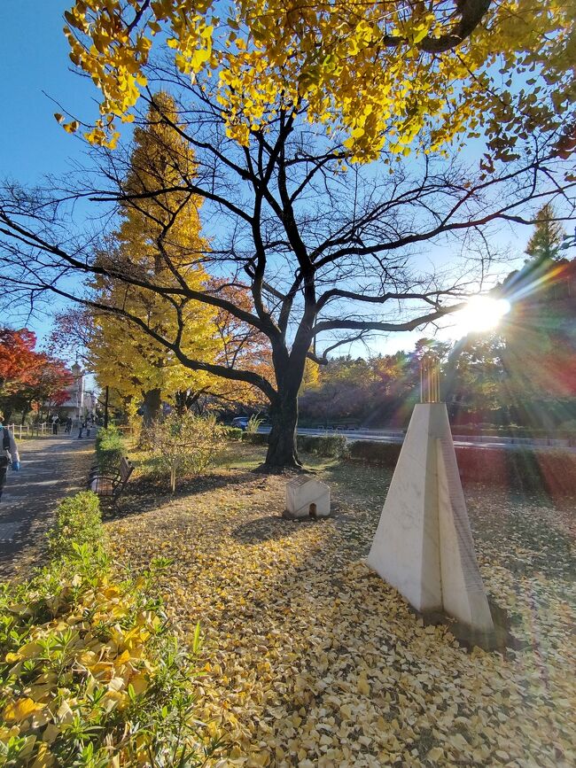 昨年の秋の くにたちの紅葉です。<br />まさにこれから、銀杏が美しいのでご紹介します。桜だけではありません。くにたち 秋も綺麗ですよ♪ぜひおいでくださいませ&#127925;