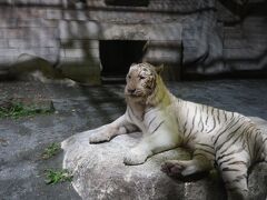 寅年ももうすぐ終わりだけど､東武動物公園にホワイトタイガーとイルミネーションを見に行ったら・・・