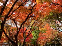 紅葉の京都・姉妹旅【Part1】東福寺・伏見稲荷大社