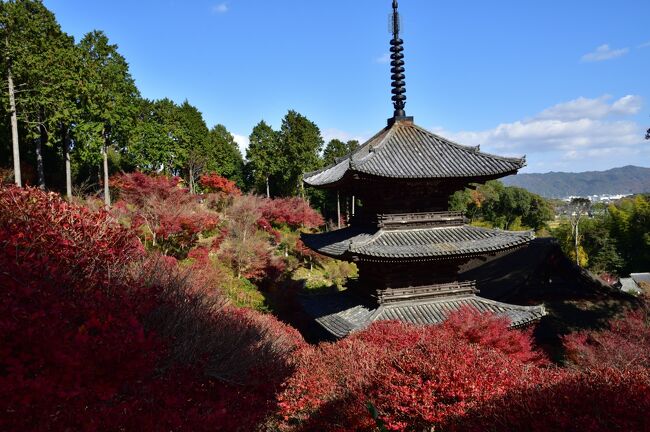 早朝、京都の圓光寺の紅葉を見て、まだ時間が早かったので急遽湖南三山の長寿寺と常楽寺を訪れることにしました。ここも以前訪れたことがあるのですが、その時長寿寺はまだ紅葉盛期には少し早かった記憶があります。<br />常楽寺はドウダンツツジが大変綺麗なお寺です。　