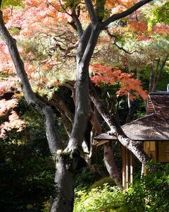 東京都庭園美術館（旧朝香宮邸）の秋　2022