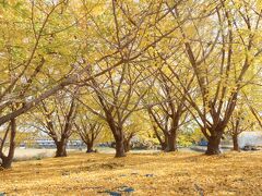 英語のできないおじさんの地元旅　　祖父江のイチョウ＆おちょぼ稲荷