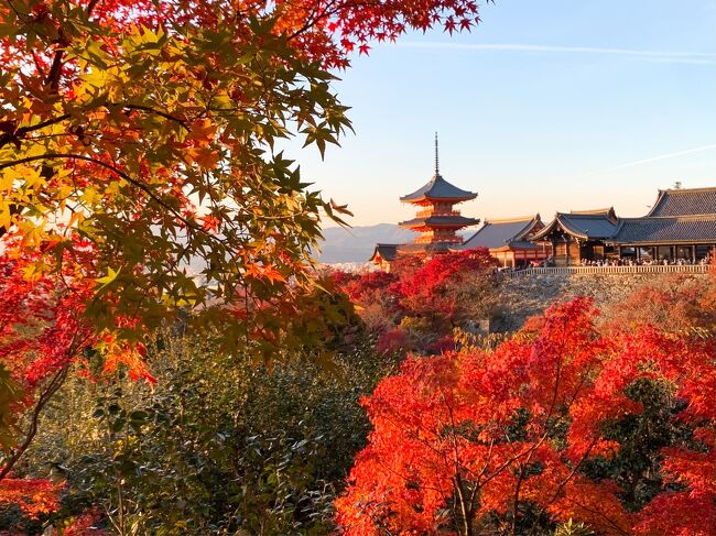 旅２日目の記録です。<br /><br />イノダコーヒ本店の朝食にはじまり、嵐山、清水寺の２大観光スポットを巡りました。<br /><br />青々とした竹林の小径、圧巻の紅葉だった常寂光寺。<br />諦めていた嵐山トロッコ列車にもミラクルで乗車、夕映えに照らされた美しい清水寺も満喫。<br /><br />夜の花見小路では舞妓さんとも遭遇できて、なんとも京都らしい、素敵な体験が出来ました！