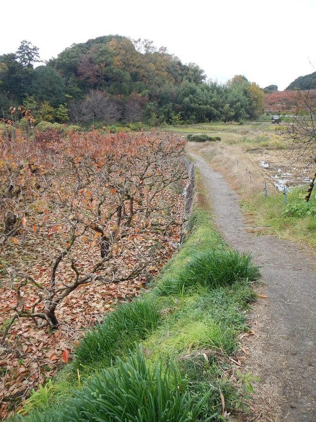 出会ったのは、確か20代の最後の年。以来、ずっと歩き続けている。<br />桜井から天理までの古代の道。<br />額田王が「あかねさす・・・」を詠ったところかもしれないと思わせてくれる景色が広がる。<br />大和盆地が見渡せる野道。<br />1000年前が息づいている山の辺。