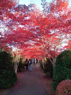 モミジのトンネルに大感動。札幌紅葉散策。