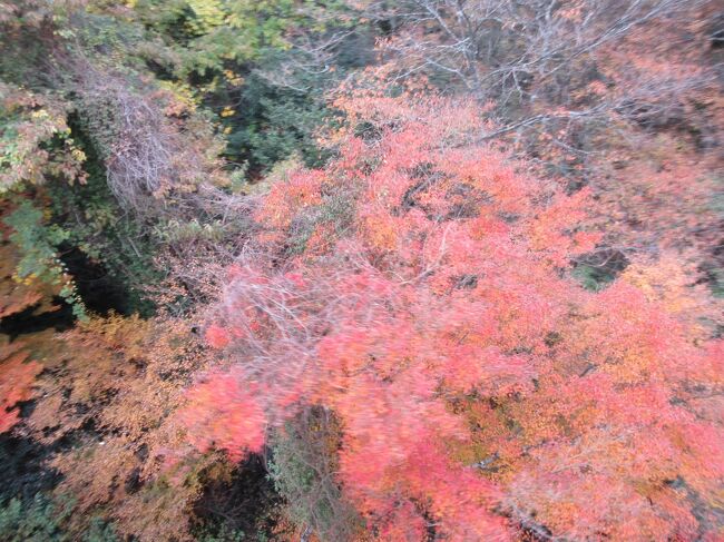 寒霞渓で紅葉刈　―小豆島２日間の旅<br /><br />この秋、小豆島に１泊し、次の日に寒霞渓で紅葉刈と計画し、8月にホテルを予約し、10月12日に全国旅行支援の割引申請をした。しかしホテル代の割引額が確認できないので、12月になり楽天トラベル経由カード決済にすると、支払い金額の前に旅行クーポンによる40%割引を確認でき、一安心。11月は1,2,3週と小春日和が続いたが、出発前の日曜の天気予報で23日（水）勤労感謝の日は雨で風もあり荒れると変わってきた。高所恐怖症の家内はロープウェイが揺れ、雨で紅葉の鑑賞も儘ならないのは嫌との事で、旅行日程は変更せず、急遽行きのバスを早め、初日に土庄の瀬戸芸展示品、寒霞渓、エンジェルロード散策をこなし、２日目はオリーブ公園のみ訪問という計画に修正した。<br />これは大正解であった。<br /><br />１日目：JRバスにて神戸からJR高松駅BTへ。このJRバスは横４列の為、丸亀行きの横３列より楽でないが、乗客は十数人の為、我々夫婦は前後に分かれて2席を占有してゆったり眠ながら高松に着く。高速を高松JCTでおり、高松市内で３-4箇所止まりながらバスは市道をのろのろ走ったが、高松BTへは予定の10時前より15分早く到着。これは良いと思いながら高松フェリーターミナルへ５分位歩き着くと、小豆島土庄港への高速艇の船出の10時少し前の為、急ぎ切符を買い10時発の高速艇に出発ギリギリで乗船できた。<br />10:40の高速艇を計画していたので、土庄港でのバス乗車ギリギリを心配することも無く、余裕が出来たので、小豆島土庄港にて二十四の瞳（平和の）像、コシノジュンコ（場所は使用していないフェリーターミナル内で聞かないと解らぬ）、チェ・ジョンファ、キム・キョンミンの瀬戸芸３作品（瀬戸芸期間は終了していたが）を鑑賞することができた。10:40土庄港フェリーターミナルからオリーブバスに乗り、バスは予定より8分遅れの12時に草壁港に着いた。ところが、此処草壁港からロープウェイ乗り場の紅雲亭へのバスは12:40まで無く、期待していた港で待つタクシーも無し。外人の夫婦もどうしようと言っていた。草壁港はコロナ以降航路が停止されており、フェリーターミナル２階のクッキングマーカスで昼食も考えたが、その時丁度運よく空車のタクシーが目の前の幹線道路を通ったので呼び止め、ロープウェイ乗り場の紅雲亭まで乗車。料金は2270円。ロープウェイも切符を買う時間有り位で、それ程待たずに乗り込めた。ロープウェイは5分足らずだが、ロープウェイからの紅葉と寒霞渓の切り立った崖の組み合わせが絶景である。寒霞渓の上は平で、まず昼食で狐うどんとオリーブ牛のコロッケを食べた。SNSではロープウェイ駅の２階にレストンが有ると書いてあったが、コロナで中止したのか、１階で食券を買い、横の窓口でTake Out風のバーガー中心で他は発砲スチロール入りのうどんのみの提供であった。食べる場所は屋根付きのテラスにテーブルを置くという簡単な昼食場であった。<br />下の草壁港あたりではジャンパーを着て汗ばむくらいであったが、寒霞渓の上に来ると肌寒く、ジャンバーの下のカーデガンを脱がなくてよかったと思った。展望台から寒霞渓と瀬戸内海の景色を見、一億円掛けて建設したトイレ（お尻のシャワーが出なかった）を使用し、それ程他に見る物もないので40分位で下りのロープウェイに乗り、今度はバスの時間を見て行動したので、14時の紅雲亭発草壁港行きのバスに乗った。<br />家内がオリーブバスはICOCAが使えることを発見、300円を準備する心配がなくなった。しかし、草壁港から土庄へのバスは14:55まで無く、40分程草壁港で待つこととなった。同じオリーブバスの会社なので、草壁港での連絡を良くすべきだと不平を言った。丁度土産物屋を探していた家内がジェラート店を見つけ、ピスタッチオと醤油味のジェラートを食べたが、これが美味しく、店は目立たないのに可成りの旅行者が店に入って来た。坂手港から来る草壁港発14:55のバスは坂手行きのバスと少し停車場が違いオリーブ公園の上部、道の駅を経由し、土庄港へ行く前にエンジェルロードバス停（小豆島国際ホテル横）に停車するので、此処で下車した。ホテルに入らずに、先ず、エンジェルロードを散策し、無人島まで夫婦手を繋がずに歩いて行き、島の木に願い事を書いた貝を掛けていたのを見た。エンジェルロード散策後小豆島国際ホテルにチェックインし、地域振興クーポン６枚を貰った。福井県の高校生（商業系か？殆ど女子で男子は数人）が修学旅行か？同ホテルに団体で来ており、暗くなりかけたエンジェルロードへの入り口を皆ホテルマンに聞いていた。修学旅行の女子が多く、女子温泉風呂は21時半まで団体が入ると注意書きがあった。家内は早く温泉に浸かり早く寝たいと不平を言う。<br />夕食は18時半からとしたが、未だ時間が有ったので、ホテルから歩いて世界一狭い土渕海峡と迷路の街を散策した。歩く場所が限られた為か、余り迷路という感じはしなかった。妖怪美術館が３軒もあったが、ホテルに帰るのが遅くなるので入らなかった。<br />ホテルに戻り18時半から晩餐を頂く為１階の食堂サンシルバーへ向かった。食堂の手前の大広間で修学旅行生が大勢食卓に向かっていた。小型鍋が各学生の前にあり、会席料理が出される様だ。我々は食堂にて２～4人づつの食卓にて数十人分の会席料理の準備が出来ており、料理も鯛の尾頭付きの船盛り刺身、オリーブ牛の鉄板焼き、鍋物、天婦羅等美味しく満足できるものであった。（写真参照）小豆島そうめんは各自好きなだけ取れるように中央に置いてあり、私はオリーブ素麺を少し頂いた。家内は御飯を断り、素麺のみを少し食べた。食後、室内温泉と露天風呂（男は浜風の湯）に入り早めに就寝となった。<br /><br />２日目：私は掛かる温泉ホテルではいつもの様に６時に起き温泉に入って、一日を始めたが、天気予報通り既に雨が降っており、オリーブの湯の室内温泉は良いが、露天風呂は海と島は見えるが、頭から雨を浴びゆっくり景色を愉しめず、早々に引き上げた。その後の朝食は１階の食堂サンシルバーに<br />７時過ぎに行くと、中央のビュッフェ食材テーブルを挟み右側に学生約百名？が既に朝食を取っており、左側が一般客、それでも可成りの人数の客が食堂の左側に入った。ビュッフェのオカズは次から次へと補充するのか無くなっていない、大したものだ。置いてあるパンはもう一つだったので、私も家内も目の前で握るお結びに山椒縮緬等を入れて貰い、これ１個とオカズを食べた。オカズは少し田舎ぽいがこの大人数を問題なくこなしたホテルに感心した。<br />朝食後ホテルをチェックアウトし、予約した９時15分ホテル発のホテルの送迎バスで土庄港へ向かい、土庄港から９時40分発の坂手行きオリーブバスでオリーブ公園へ向かう。オリーブ公園は入場無料、オリーブ公園の道の駅で買い物をして、風車を見て雨の中写真撮影のみをした。風車の前から<br />レンタルの箒を持ち帰る若者に会ったが、雨が降っていたので箒に跨り飛んで写真を撮るのも一苦労だったろうと思う。この後、今度はバスで土庄港側にバックし、井上誠耕園へと向かう。これは家内が井上誠耕園内のレストラン忠左衛門で昼食をしたいと昨晩言い出したので、バスの時間を必死で考え旅程を変更した。レストラン忠左衛門に着いたのが11時41分、13時16分の坂手港行きのバスに乗らないと坂手発15時15分の神戸行きフエリー葵（予約済）に乗れない。13時16分の次のバスは15時16分しかない。充分時間があるはずだったが、レストランの席の予約時は10分待ちだったが、急に事前予約していると言うツアー客が10人程我々の前に入り、12時20分近くになっても未だテーブルに着けない。５人程食事が終わった人が出たのでボーイにクレームして、12時20分過ぎにテーブルに着き、早く出来そうだというスパゲッティ（オリーブ牛と醤油、島鱧とジャコロンチーノ）を注文、オリーブ牛の叩きは時間が掛かりそうと同ボーイが言うので注文を止めた。スパゲッティは10分位でサーブされたので、さっと食べると、時間は余り、買い物をして次の坂手行きバスを少々待った。家内はオリーブ牛の叩きが食べられなかったと悔やむが、また姉と来たらどうかと流した。かくして、<br />予定の13時16分の坂手港行きのバスに乗り、坂手港に着き、神戸行きのフェリー新造船葵に乗り、神戸へ帰った。<br />フェリーは高松行きのバスより安いのでリクライニング席を予約したが、綺麗で快適。フエリーに乗り込むと、安心してフェリー室内の写真を撮るのを忘れ、うたた寝をしたり、本を読んだりした。但し、リクライニングの部屋に入るのに一々スマホのQRを入り口のセンサーに翳さないと扉が開かないのが面倒だった。<br />全体的に計画した観光は全てこなし、全国旅行支援の援助もあり、コストパーフォーマンスの良い旅が出来た。<br /><br />以上　　Yorky<br />