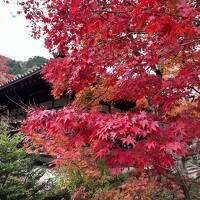 京都・嵐山の紅葉めぐり（１）　～常寂光寺、二尊院～