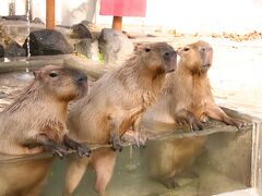 往路は夜行バスで秋田動物園遠征とんぼ帰り（３）カピバラ湯っこ他～ユキヒョウはチビっ子に会えなかった代わりにリヒト・パパのトレーニングを見学