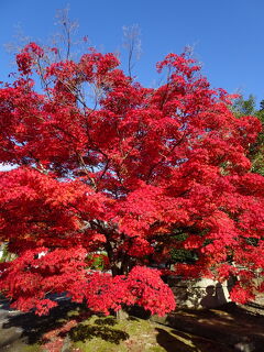 11月末の京都の紅葉　真如堂、くろたに金戒光明寺、　京都御苑