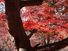 紅葉の締めは「赤城自然園」