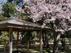 2022年 母娘2人旅☆北海道再び！【3】梅と桜のコラボレーション？～まだ早かった札幌桜の名所めぐり～