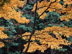 愛知県2位のスポットとして有名な岩屋堂公園の紅葉　　