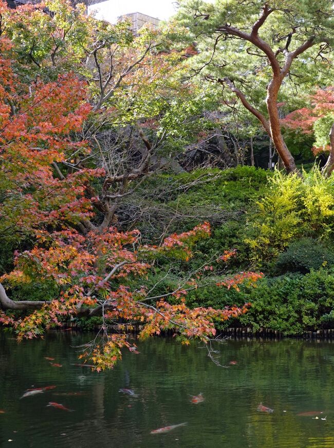 　東京庭園美術館の帰途、昼食の為、白金台八芳園を訪ねます。<br />先日岸田首相が米国バイデン大統領を夕食に招待した処、私達は料亭ではなく本館のレストランでの昼食です。<br />　八芳園の庭は池を中心とした回遊式日本庭園で、池には錦鯉が放たれ紅葉も見頃を迎えていました。<br />　では庭園を一巡します。<br />