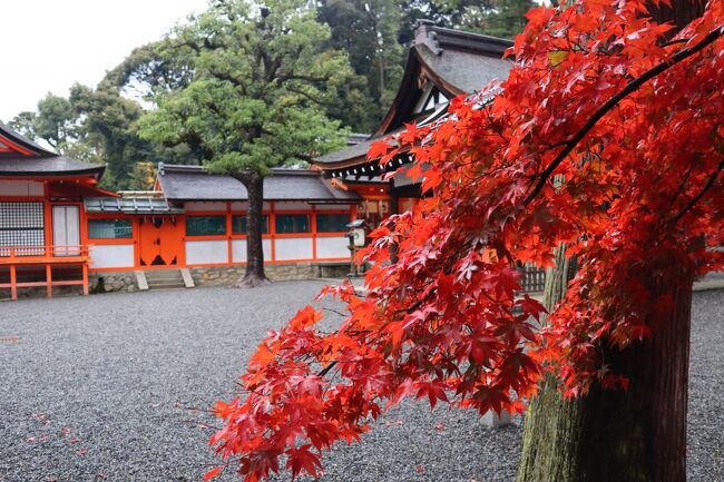 重森三玲庭園美術館を見た後は、吉田神社に参拝です。吉田神社とその周辺は、人も少なく、紅葉もゆっくりと楽しめます。時折、雨が降り、それもまた紅葉をきれいに映し出しています。<br />夕食は、京のふぐ屋 木屋町 末廣で河豚のコースをいただきました。<br /><br />☆１日目<br />京都駅→（taxi）→金戒光明寺→西尾八ツ橋の里（昼食）→重森三玲庭園美術館→吉田神社→(taxi)→ホテル<br /><br />夕食　末廣<br /><br />☆２日目<br />ホテル→祇園四条駅→（京阪本線）→出町柳駅→（叡山電鉄本線）→鞍馬駅→貴船神社→鳥居茶屋（昼食）→（京都バス）→貴船口駅→（叡山電鉄鞍馬線）→岩倉駅→岩倉実相院→（叡山電鉄）→出町柳駅→（京阪本線）→ホテル<br />ホテル→知恩院（ライトアップ）→京都牛懐石 稲吉（夕食）<br /><br />☆３日目<br />ホテル→（taxi）→将軍塚青龍殿→（京阪バス）→南禅寺（金地院、天授庵、三門、水路閣）→（taxi）→京都駅<br /><br />ホテル　三井ガーデンホテル京都河原町浄教寺<br /><br />〇紅葉・紅黄の京都①（１日目前半）☆金戒光明寺・重森三玲庭園美術館☆西尾八ツ橋の里☆2022/11/23<br />https://4travel.jp/travelogue/11794916<br /><br />〇紅葉・紅黄の京都②（１日目後半）☆吉田神社☆末廣☆2022/11/23<br />https://4travel.jp/travelogue/11795254<br /><br />〇紅葉・紅黄の京都③（２日目前半）☆鞍馬寺・貴船神社☆鳥居茶屋☆2022/11/24<br />https://4travel.jp/travelogue/11795622<br /><br />〇紅葉・紅黄の京都④（２日目後半）☆実相院門跡・知恩院 秋のライトアップ☆京都牛懐石 稲吉☆2022/11/24<br />https://4travel.jp/travelogue/11796349<br /><br />〇紅葉・紅黄の京都⑤（３日目）☆将軍塚青龍殿・南禅寺（金地院、天授庵、三門、方丈、水路閣）☆2022/11/25<br />https://4travel.jp/travelogue/11796641<br /><br />