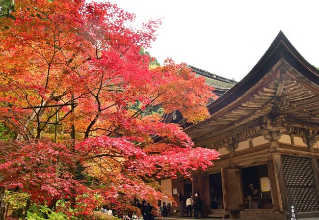 湖東三山と永源寺の紅葉を見る日帰りバスツアーに参加した。幸い、紅葉は見ごろの状態を保っていた。国宝の金剛輪寺本堂を背景にした紅葉や、落葉と紅葉がともに美しかった永源寺など、記憶に残る光景に出会うことができた。