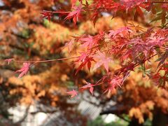 伊豆旅★河津バガテル公園＆修善寺虹の郷