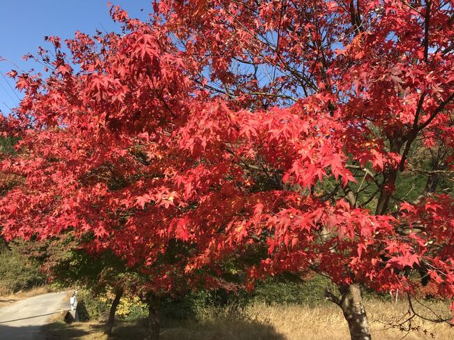 今年も鹿沼で紅葉狩り<br /><br />大芦渓谷 白井平橋<br />　　　栃木県鹿沼市草久１８９２<br /><br />にれぎ裕鮨 <br />　　　栃木県鹿沼市楡木町３１２－２