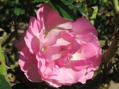 2022秋、庄内緑地公園のバラ(6/9)：ピンク・パラダイス、クイーン・エリザベス、ラブ