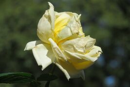 2022秋、庄内緑地公園のバラ(7/9)：ジュビレ・デュ・プリンス・ドゥ・モナコ