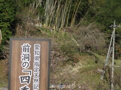 愛知県指定天然記念物四季桜とモミジの競演！