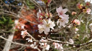 2022年11月　秩父・長瀞旅行♪紅葉と冬桜♪温泉♪スイーツ♪ホルモン焼♪秩父まつり会館♪