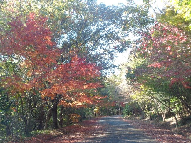 山鹿・玉名 紅葉旅（後編） ～蓮華院誕生寺奥之院再訪と小岱山紅葉ロード～