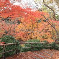 初冬の京都で散紅葉を楽しむ（前編）　～1日目は祇園界隈へ、2日目は瑠璃光院、下鴨神社、北野天満宮へ～