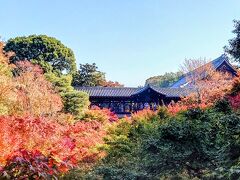 全国旅行支援を利用して京都紅葉巡り　東福寺とフェリー編