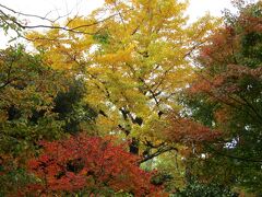 横浜公園の紅葉