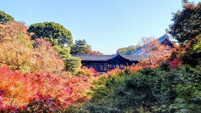 全国旅行支援を利用しての旅になります。<br /><br />貴船神社、嵯峨嵐山、東山の知恩院～永観堂～南禅寺、そして東福寺と紅葉狩りが出来ました。今年は色付くのが早かったようです。紅葉のグラデーションを楽しめました。<br />今日は東福寺に行って、あとは京都駅でお茶してお土産購入して、大阪ではクーポン使う為に食事しました。行きのフェリーでいただいたクーポンが残ってましたが、大阪のクーポンは有効期限が1週間なので助かりました。<br />帰りもフェリーに乗って福岡へと戻ります。フェリー代金40％オフ最高5000円引きでクーポンは帰りは土曜日発だったので1000 円付きます。